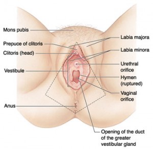 Labia Diagram