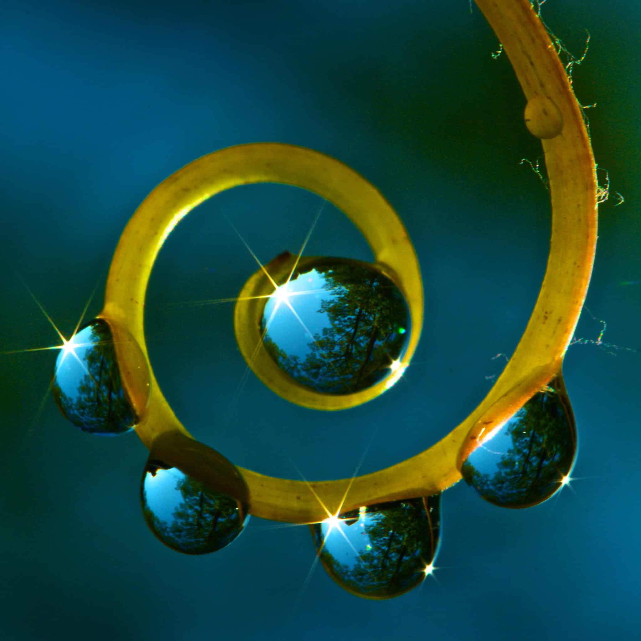 Fibonacci Forest