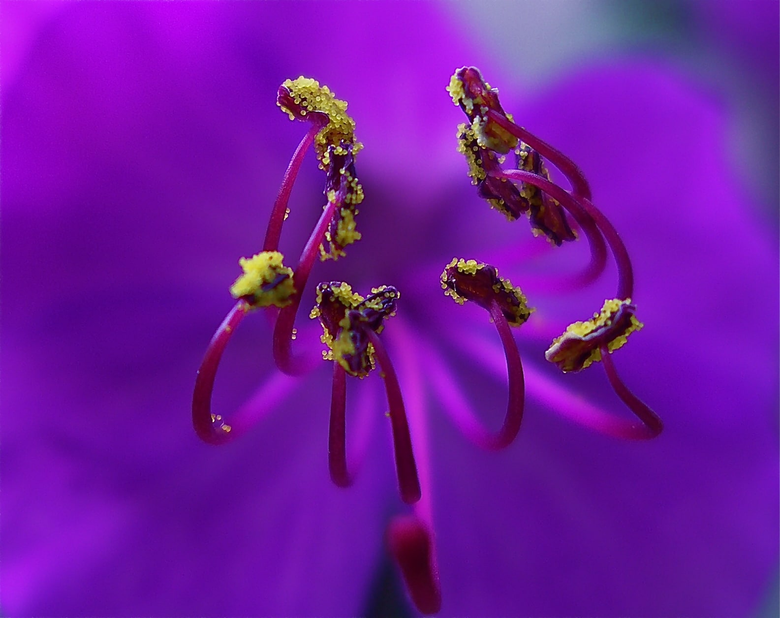 Waiting for the Lucky Bee