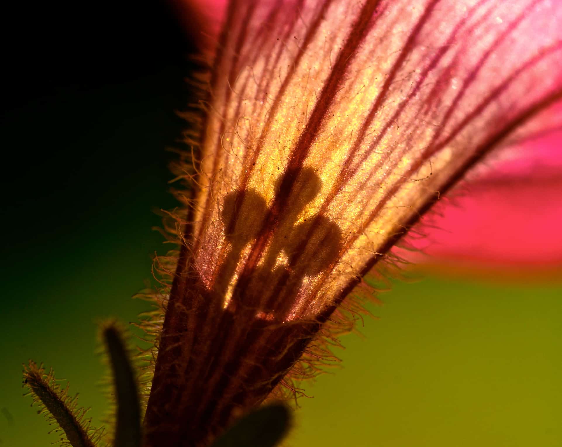 SONY DSC