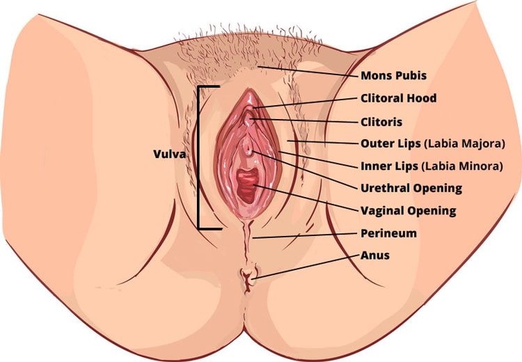 Diagram of vaginal anatomy